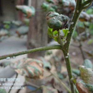 তুলার মিলিবাগ বা ছাতরা পোকা