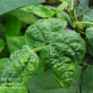 ঝাড়শিমের লিফ কার্ল রোগ