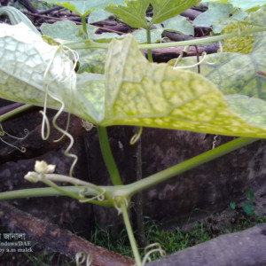 ঝিঙ্গার ডাউনি মিলডিউ রোগ