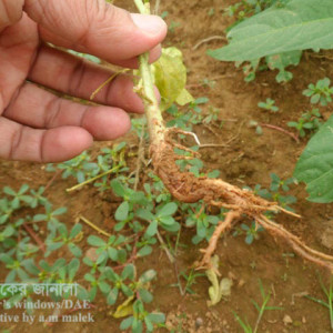 বরবটির নেতিয়ে পড়া রোগ