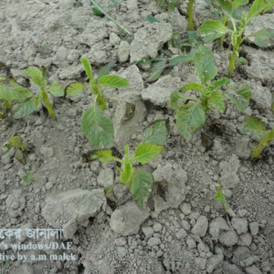 ডাটার চারার গোড়া পঁচা রোগ